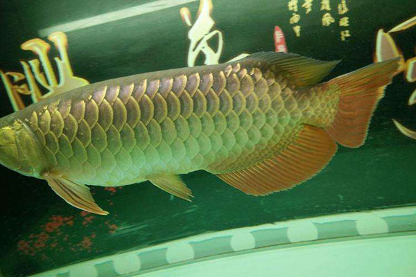 金龍魚（過背金龍魚、b過金龍魚、高背金龍魚）圖片欣賞