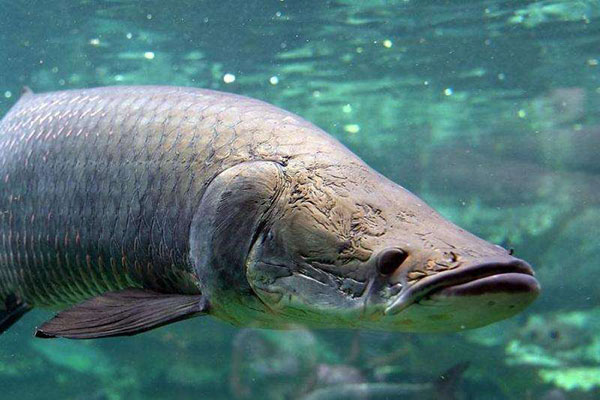 海象魚（腰帶魚）圖片