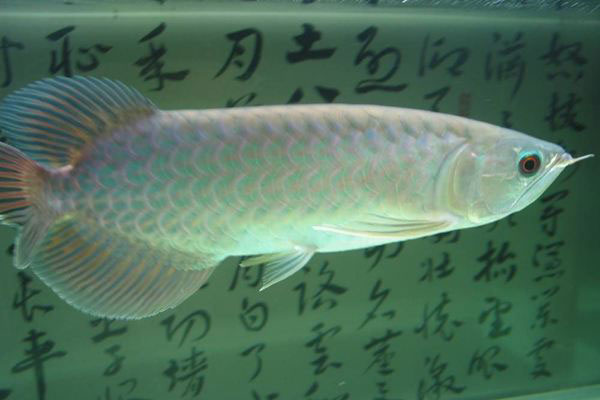 青龍魚圖片 青龍魚長大后圖片