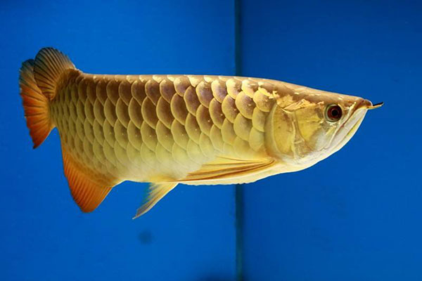 金龍魚（過背金龍魚、b過金龍魚、高背金龍魚）圖片欣賞