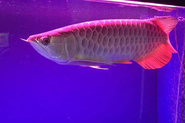 金龍魚（過背金龍魚、b過金龍魚、高背金龍魚）圖片欣賞