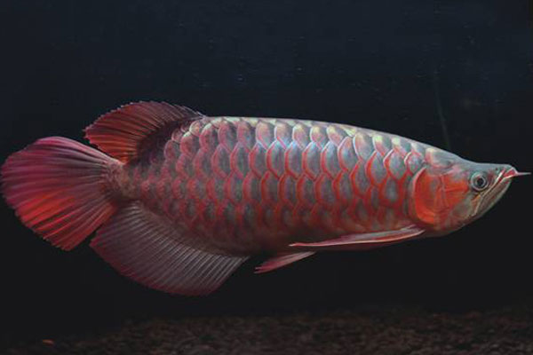 紫艷紅龍魚有哪些種類？