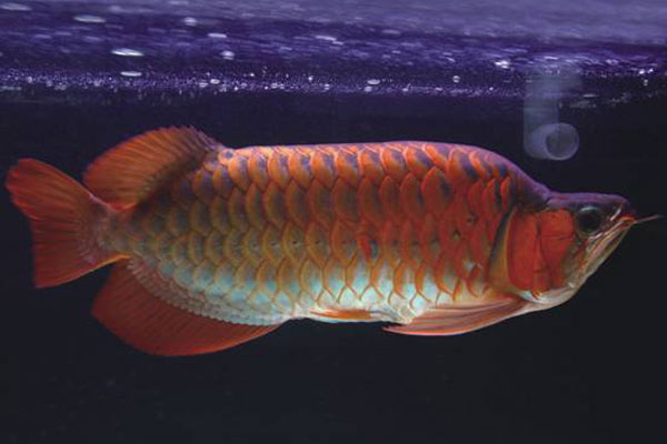紫艷紅龍魚有哪些種類？