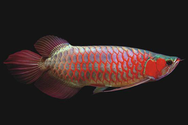 紫艷紅龍魚有哪些種類？