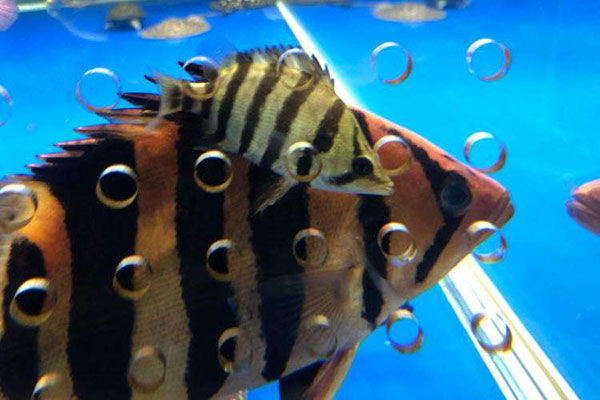 銀虎魚（六間虎）的形態特征，疾病預防