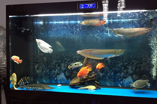 龍魚和什么魚混養好？