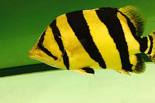 泰國虎魚圖片 泰國虎魚形態特征和生活習性