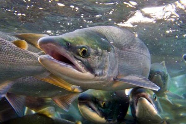 美國三文魚