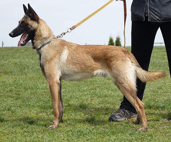 馬犬有哪些缺點？