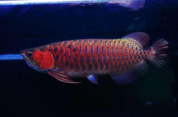 紅龍魚的品種和圖片