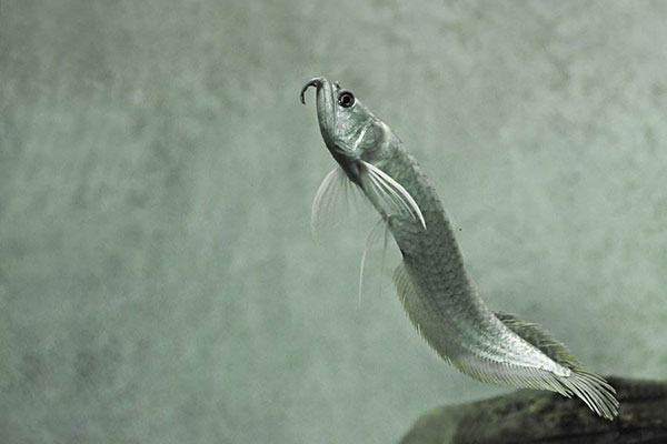 銀龍魚成魚和銀龍魚幼體圖片