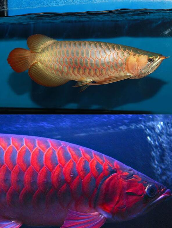 紅龍魚的品種和圖片