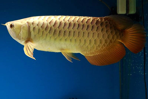 過背金龍魚