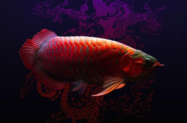 紅龍魚的品種和圖片