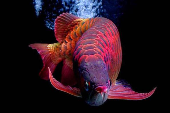 紅龍魚的品種和圖片