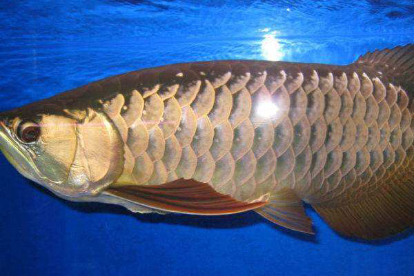 高背金龍魚