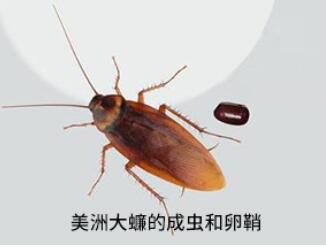 美洲大蠊