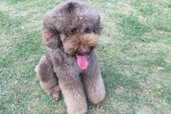 巨貴犬多少錢一只？巨貴犬怎么喂食？