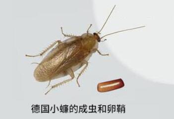 德國小蠊