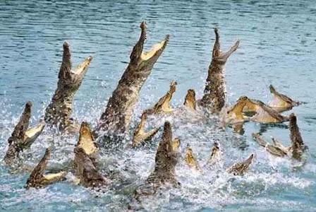 養殖鱷魚賺錢嗎?