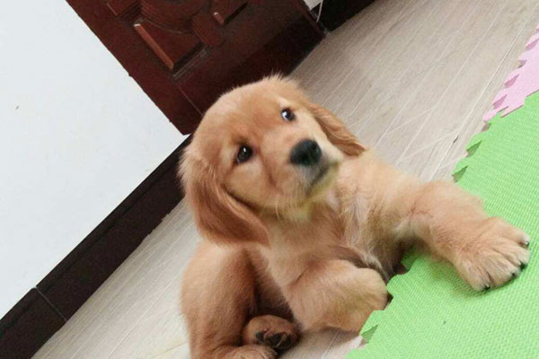 小狗細小病毒怎么治療及癥狀分析