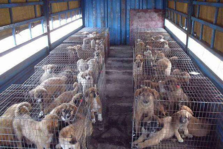 肉狗常見傳染病的防治