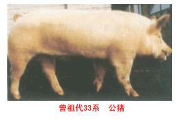 斯格配套系豬