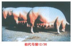 斯格配套系豬