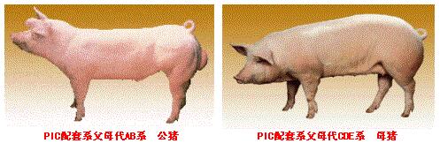 PIC配套系豬