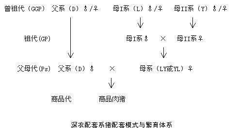 深農配套系豬