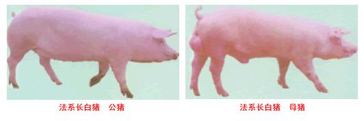 法系長白豬