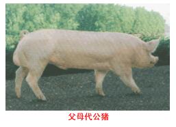 斯格配套系豬