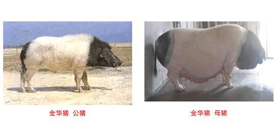 金華豬