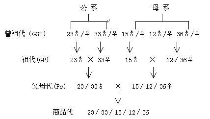 斯格配套系豬