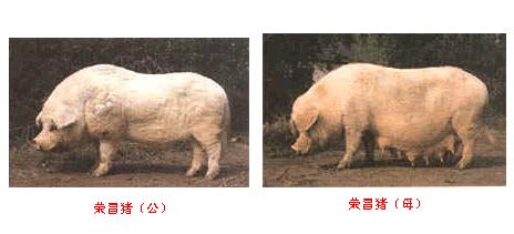 榮昌豬