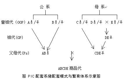 PIC配套系豬