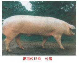 斯格配套系豬