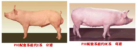 PIC配套系豬