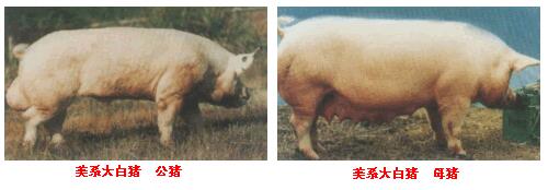 美系大白豬