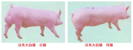 法系大白豬