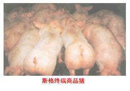 斯格配套系豬