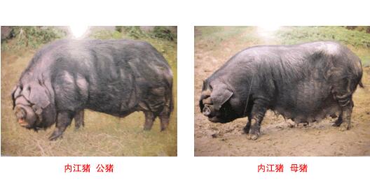 內江豬