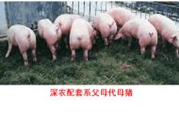 深農配套系豬
