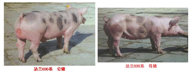 達蘭配套系豬
