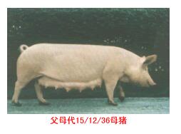 斯格配套系豬