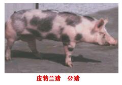 皮特蘭豬