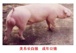 美系長白豬