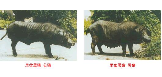 里岔黑豬