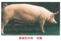 斯格配套系豬