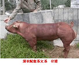 深農配套系豬